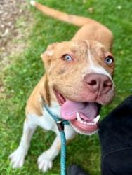 Shelter Stray Male Dog last seen Near BLOCK BONITA CT, 3528 Newburg Rd, Louisville, KY 40218, USA