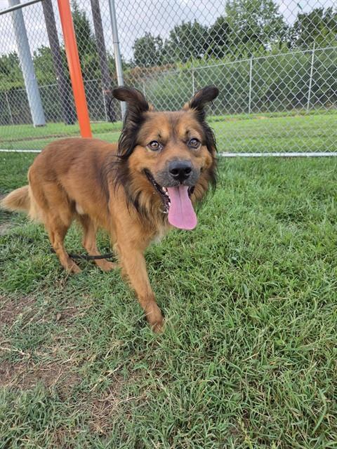 Shelter Stray Male Dog last seen Near BLOCK S 6TH ST, 3528 Newburg Rd, Louisville, KY 40218, USA
