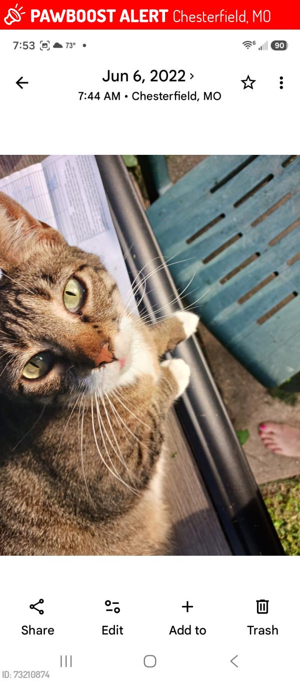 Lost Female Cat last seen Braniff Ct, Chesterfield, MO, Chesterfield, MO 63017