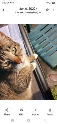 Lost Female Cat last seen Braniff Ct, Chesterfield, MO, Chesterfield, MO 63017