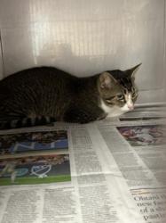 Shelter Stray Male Cat last seen , West Valley Animal Shelter, 20655 Plummer St, Chatsworth, CA 91311, USA