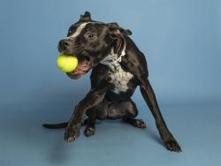 Shelter Stray Female Dog last seen 27AVE AND BETHANY, 5501 E Van Buren St, Phoenix, AZ 85008, USA