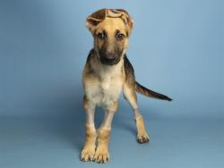 Shelter Stray Male Dog last seen 19TH AVE / THUNDERBIRD, 5501 E Van Buren St, Phoenix, AZ 85008, USA