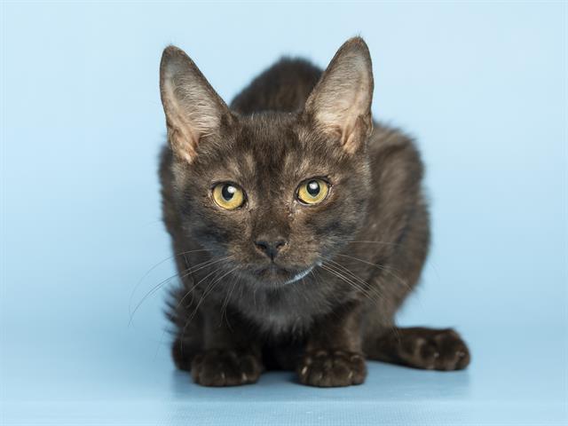 Shelter Stray Male Cat last seen VINE AVE E OF EXTENSION S OF BROADWAY, 5501 E Van Buren St, Phoenix, AZ 85008, USA