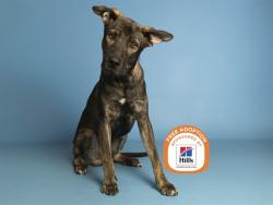Shelter Stray Male Dog last seen I-17/PEORIA AVE, 5501 E Van Buren St, Phoenix, AZ 85008, USA