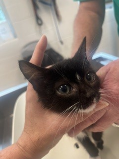 Shelter Stray Male Cat last seen HAW RIVER, 221 Stone Quarry Rd, Burlington, NC 27217, USA