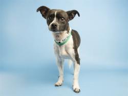 Shelter Stray Male Dog last seen I17 AND CENTRL, 5501 E Van Buren St, Phoenix, AZ 85008, USA