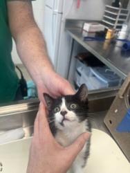 Shelter Stray Female Cat last seen HAW RIVER, 221 Stone Quarry Rd, Burlington, NC 27217, USA
