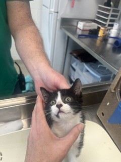 Shelter Stray Female Cat last seen HAW RIVER, 221 Stone Quarry Rd, Burlington, NC 27217, USA