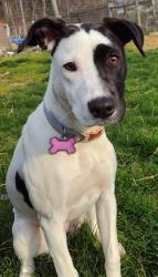 Reunited Female Dog last seen Woodlawn Ave & S. Washington St., Falls Church, VA, Falls Church, VA 22046
