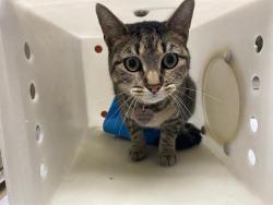 Shelter Stray Female Cat last seen Near BLOCK W NATIONAL AVE, 3839 W Burnham St, West Milwaukee, WI 53215, USA