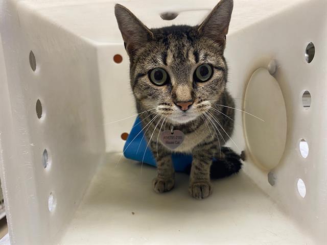 Shelter Stray Female Cat last seen Near BLOCK W NATIONAL AVE, 3839 W Burnham St, West Milwaukee, WI 53215, USA
