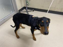 Shelter Stray Female Dog last seen 45TH AND LOCUST, 3839 W Burnham St, West Milwaukee, WI 53215, USA