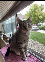 Reunited Female Cat last seen Sheridan Bld and E 9th ave, Broomfield, CO 80020