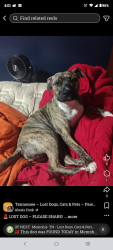 Lost Female Dog last seen hwy 70 and hwy 79, Bartlett, TN 38002