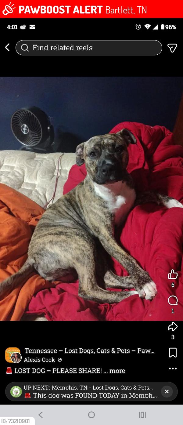 Lost Female Dog last seen hwy 70 and hwy 79, Bartlett, TN 38002