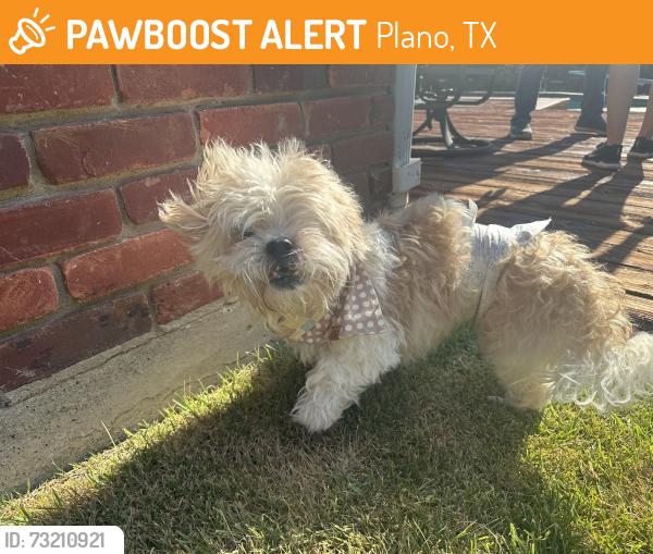 Found/Stray Male Dog last seen E Park Blvd and Jupiter Plano, TX, Plano, TX 75074