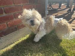 Found/Stray Male Dog last seen E Park Blvd and Jupiter Plano, TX, Plano, TX 75074
