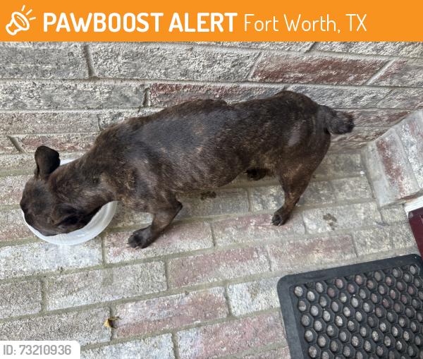 Found/Stray Male Dog last seen Clear Brook Circle, Fort Worth, TX 76123