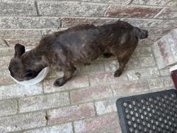 Found/Stray Male Dog last seen Clear Brook Circle, Fort Worth, TX 76123