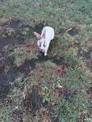 Found/Stray Unknown Rabbit last seen Cedro, Walnut Creek, CA 94598
