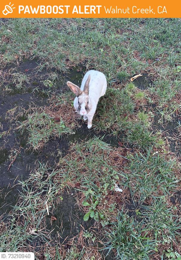 Found/Stray Unknown Rabbit last seen Cedro, Walnut Creek, CA 94598