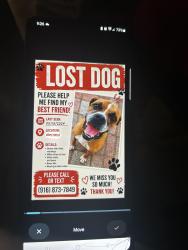 Reunited Male Dog last seen Auberry, Sacramento, CA 95828