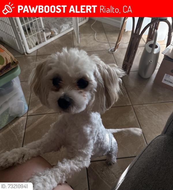 Lost Female Dog last seen Lilac, Rialto, CA 92376