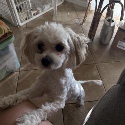 Lost Female Dog last seen Lilac, Rialto, CA 92376