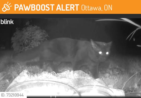 Found/Stray Unknown Cat last seen Chartrand avenue and Kennedy lane, Ottawa, ON 