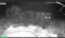Found/Stray Unknown Cat last seen Chartrand avenue and Kennedy lane, Ottawa, ON 
