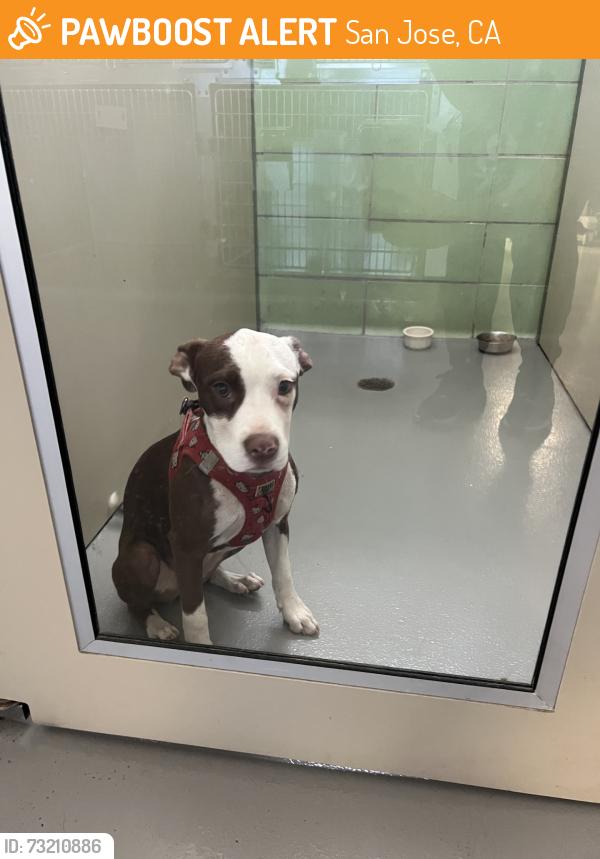Found/Stray Female Dog last seen south de anza, San Jose, CA 95129