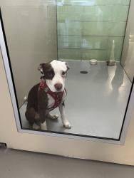 Found/Stray Female Dog last seen south de anza, San Jose, CA 95129