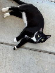 Lost Female Cat last seen Harvest hill way, Elk Grove, CA 95624