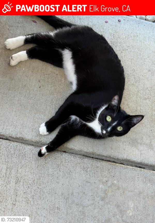 Lost Female Cat last seen Harvest hill way, Elk Grove, CA 95624
