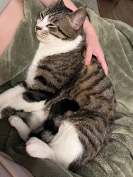 Lost Male Cat last seen Linwood, San Diego, CA 92103