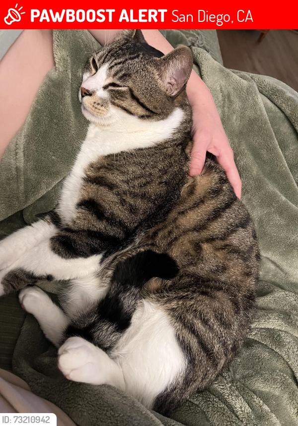 Lost Male Cat last seen Linwood, San Diego, CA 92103