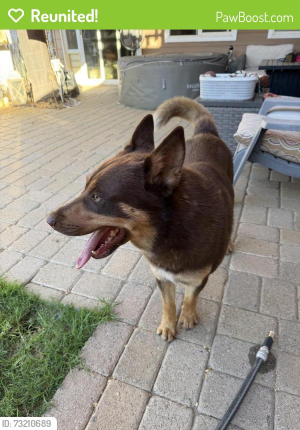 Reunited Male Dog last seen Fitzgerald, Simi Valley, CA 93065