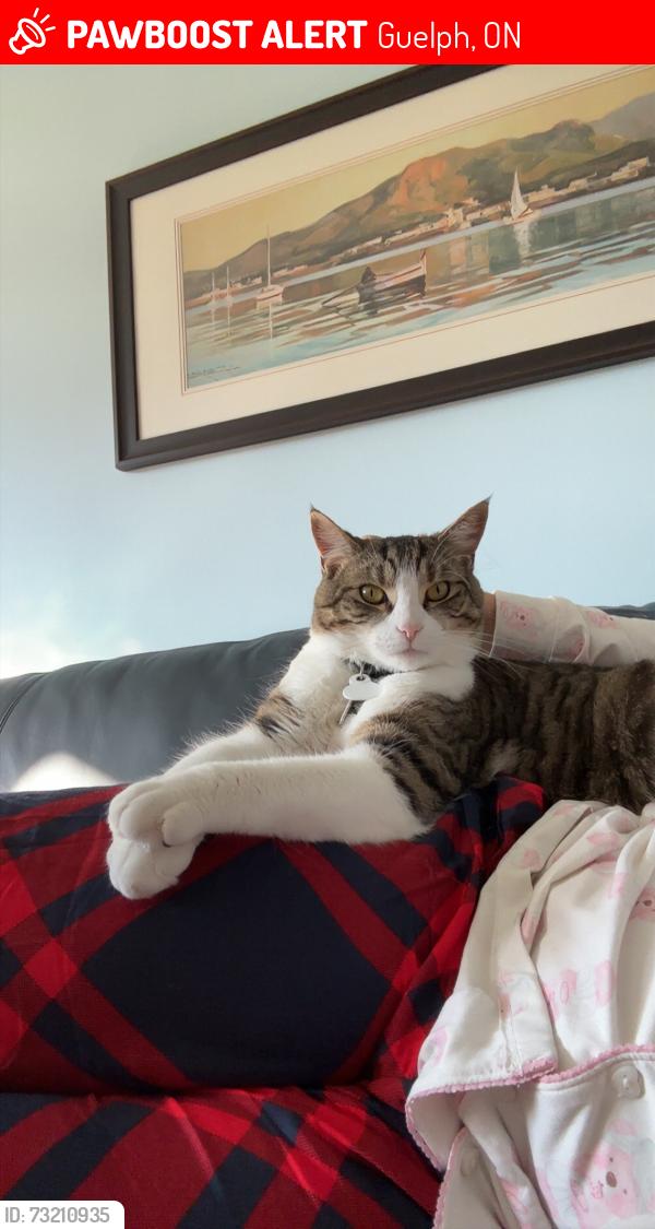 Lost Male Cat last seen Carter Park, Guelph, ON 