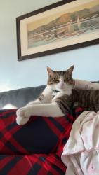Lost Male Cat last seen Carter Park, Guelph, ON 