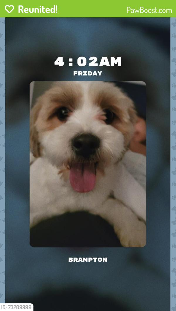 Reunited Male Dog last seen Lormel gate, Brampton, ON L7A 2R4