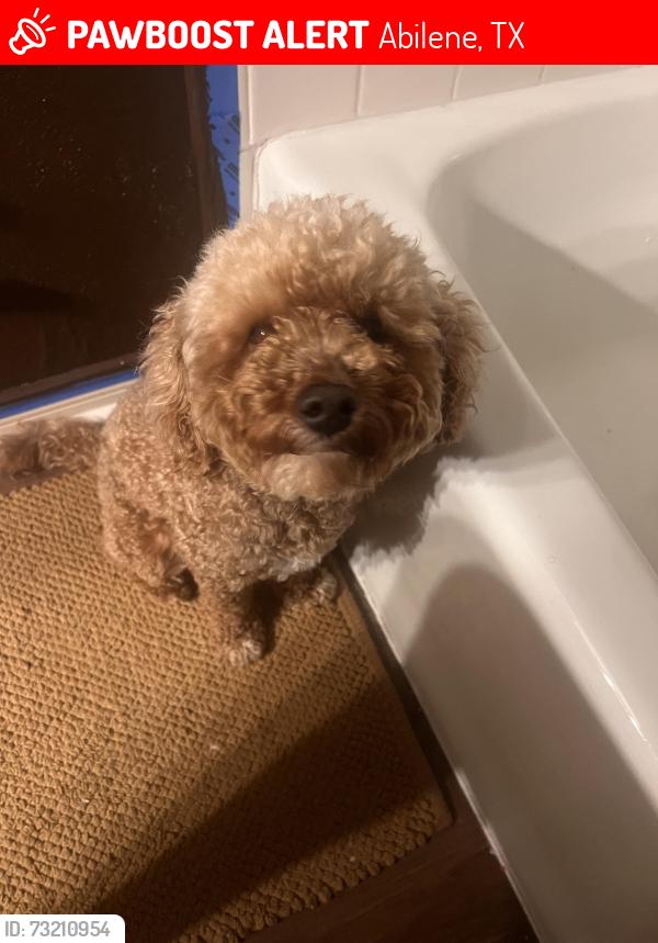 Lost Male Dog last seen Near surrey sq, Abilene, TX 79606