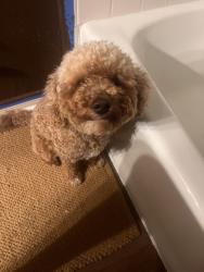 Lost Male Dog last seen Near surrey sq, Abilene, TX 79606