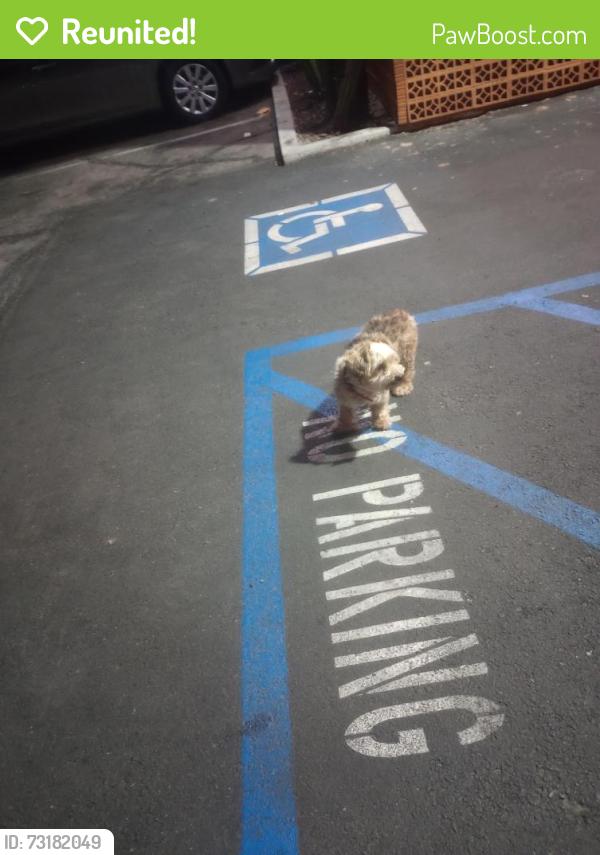 Reunited Unknown Dog last seen Town Ave. And mission blvd., Pomona, CA 91799