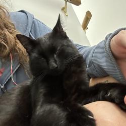 Found/Stray Female Cat last seen N. Angevine and Prairie Corners Rd, Mendon MI, Mendon, MI 49072
