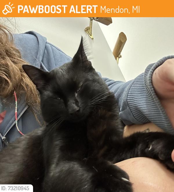 Found/Stray Female Cat last seen N. Angevine and Prairie Corners Rd, Mendon MI, Mendon, MI 49072