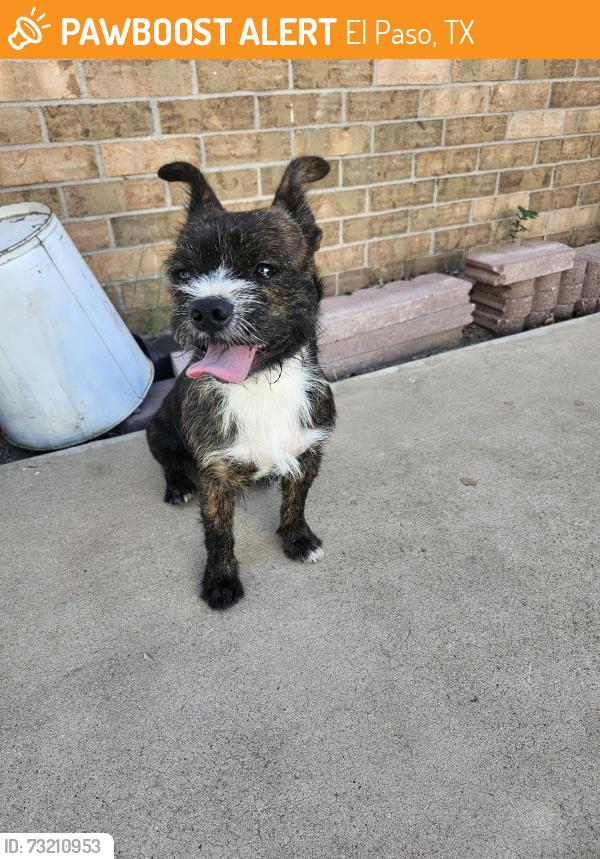 Found/Stray Male Dog last seen Havenrock Dr, El Paso, TX 79935