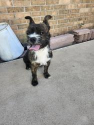 Found/Stray Male Dog last seen Havenrock Dr, El Paso, TX 79935