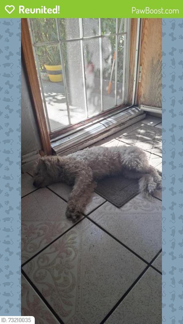 Reunited Female Dog last seen W Sunkist St & S Fern Ave, Ontario, CA 91762