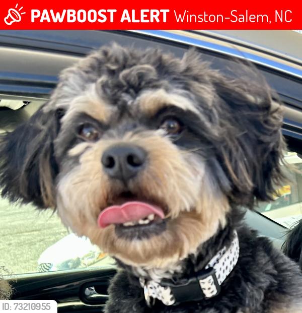 Lost Male Dog last seen Peace Haven, Winston-Salem, NC 27103